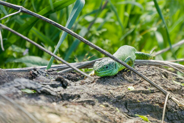 Green lizards in the wlld sun bathing on a rock in the hills in Emilia Romagna, Italy