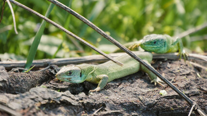 Green lizards in the wlld sun bathing on a rock in the hills in Emilia Romagna, Italy