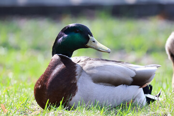 mallard duck in the wild, migratory bird, seasonal migration