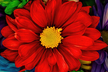Up close to a red daisy