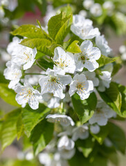 Flowers on the cherry tree.