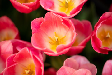 Obraz premium Pink flowers tulips in the park.