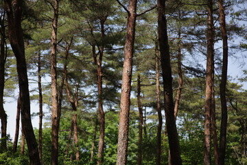 Fototapeta premium trees in the woods