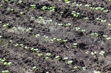 Small shoots of radishes on the ground in early spring.