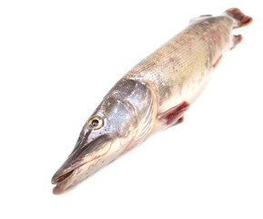 Pike fish isolated on white background.