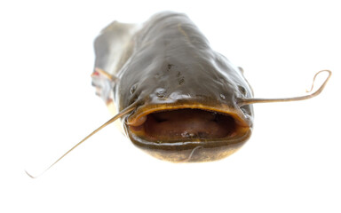 Catfish fish isolated on white background.