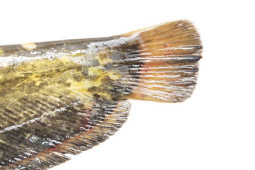Catfish tail isolated on white background.