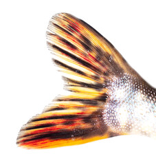 Pike tail isolated on white background.