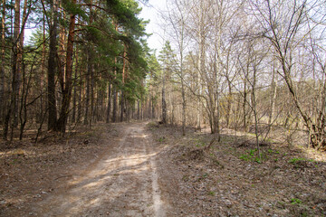 Naklejka premium Dirt road in the forest in spring.