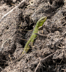 Green lizard on the ground in spring.
