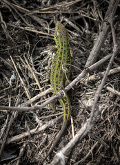 Green lizard on the ground in spring.