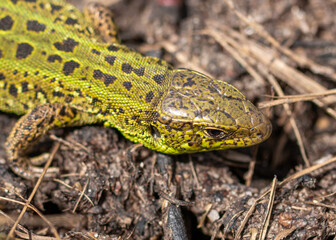 Green lizard on the ground in spring.