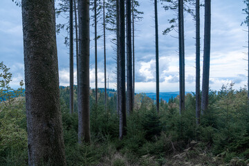 Wolken hinter Wald