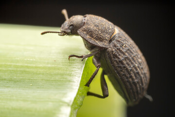 A darkling tenebrionid perch on plants in the wild, North China