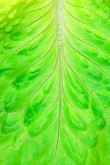 green lettuce leaves background spring food