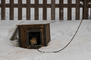 A Dog in a Doghouse on a Snowy Day