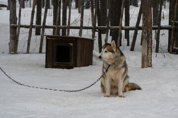 A Dog outside its Doghouse in a Snowy Forest