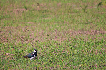 small bird in the wild in the forest
