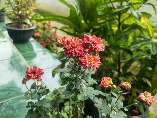 Beautiful orange Chrysanthemum Morifolium flower