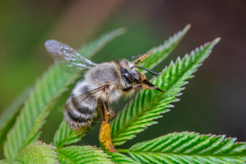 A bumblebee lives on a wild plant in North China