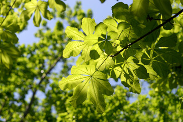 新緑のトチノキ　葉模様