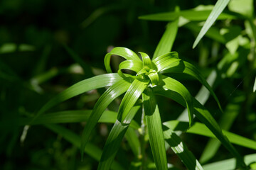 葉模様　自然の造形