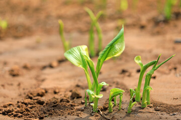 White hairpin shoots out of the ground in the park, North China