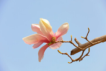 Beautiful magnolia flowers are in the park, North China