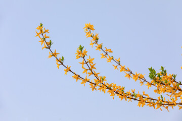 Beautiful Forsythia flowers in the park, North China