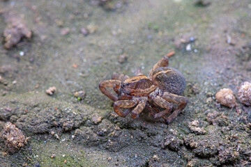 A spider curls up in the wild, North China