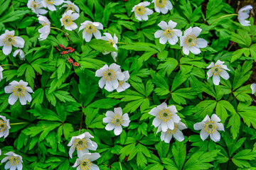 Wood anemone, Anemone nemorosa, in forest floor in springtime