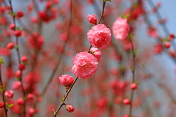 Beautiful elm leaf plum flowers are in the park, North China