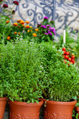 herbs in the plastic pots