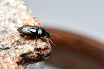 Tribolium destructor top view on stone.