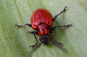 Red beetle, macro photo