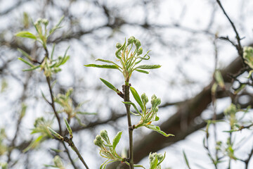 blooming pear flowers against the sky close-up