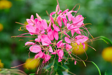 Pink cleome spinosa flower blossom on green background