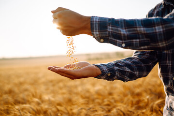 Farmers hands pour grain into field from hand to hand. Agriculture, organic gardening, planting or ecology concept.