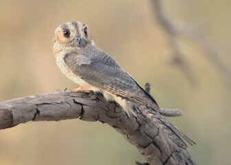 Wild owlet nightjar (Aegotheles cristatus) perched on branch with blurred background and soft light