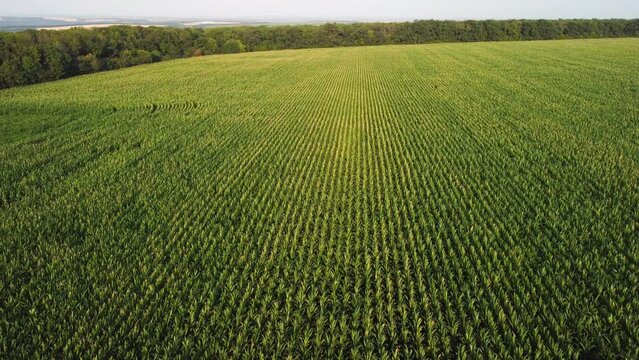 young corn in the field aerial view. video from a quadrocopter