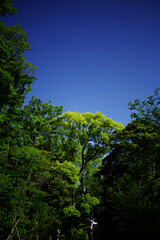 Fototapeta premium 新緑と緑の葉