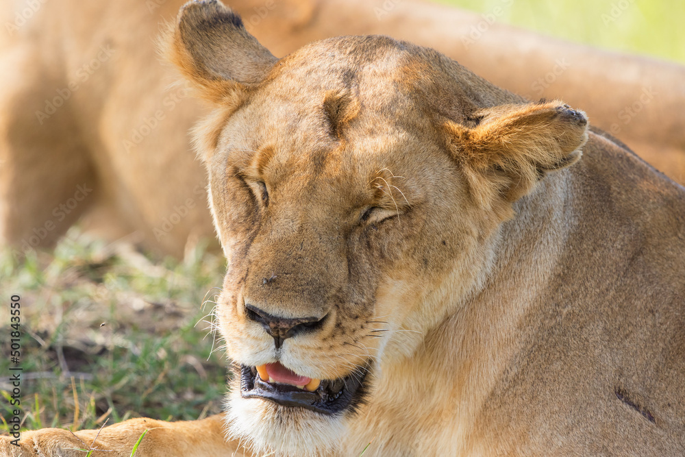 Canvas Prints Tired lioness lying in the shade of the savanna