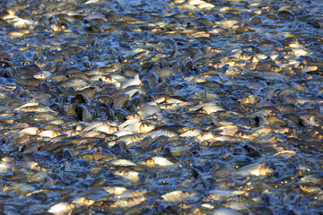 Carp in the fish pond are competing for bait. It's a very jubilant scene in North China