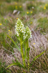 Flowering white Early marsh-orchid in a meadow