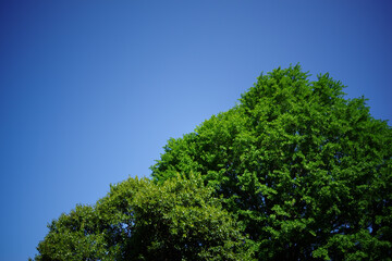 Fototapeta premium 鮮やかな青空