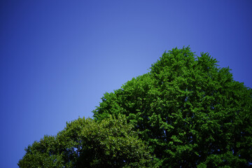 青空と樹木