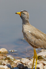 African wattled lapwing at the water's edge