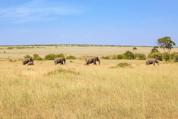 Elephants walking on the savannah in Africa