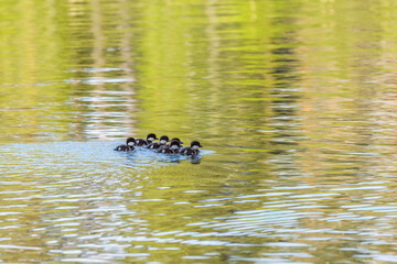 Goldeneye baby birds swimming in water
