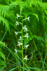 Greater butterfly orchid that blooms on a meadow